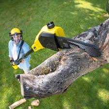Best Lawn Maintenance Plans  in Loma Ri, CA